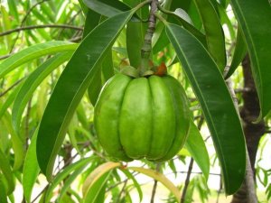 frutto garcinia cambogia